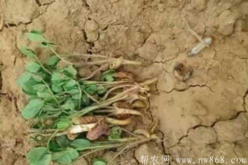 花生死苗是哪些原因引起的?怎样防治? 花生死苗是哪些原因引起的?怎样防治?