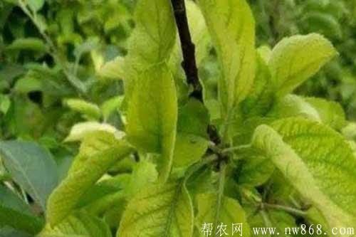 大豆缺少营养元素症状以及防治措施 大豆缺少营养元素症状以及防治措施