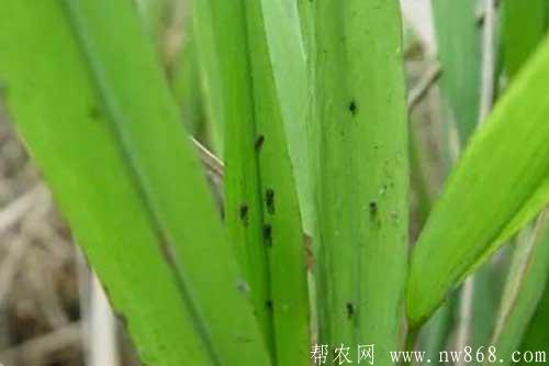 水稻拔节长穗期的种植管理方法 水稻拔节长穗期的种植管理方法