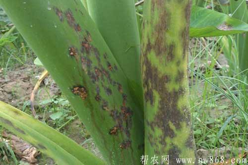 芋头生长过程中常见病虫害的防治方法 芋头生长过程中常见病虫害的防治方法