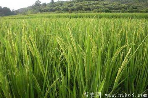 水稻抽穗困难是什么原因引起的,如何解决? 水稻抽穗困难是什么原因引起的,如何解决?
