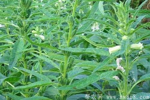 芝麻种植进入结蒴期需要注意什么 芝麻种植进入结蒴期需要注意什么