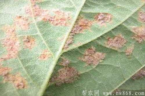 大豆生长过程中发生霜霉病怎样防治 大豆生长过程中发生霜霉病怎样防治