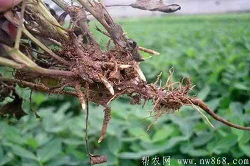 花生死苗是哪些原因引起的?怎样防治? 花生死苗是哪些原因引起的?怎样防治?