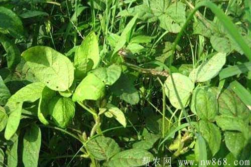 大豆缺少营养元素症状以及防治措施 大豆缺少营养元素症状以及防治措施