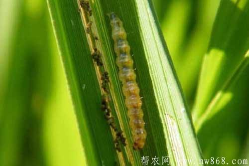 稻纵卷叶螟危害及防治方法