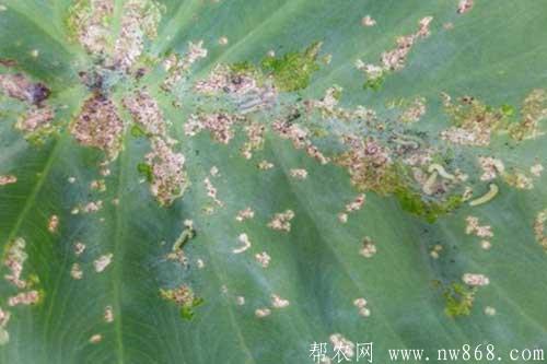 芋头生长过程中常见病虫害的防治方法 芋头生长过程中常见病虫害的防治方法