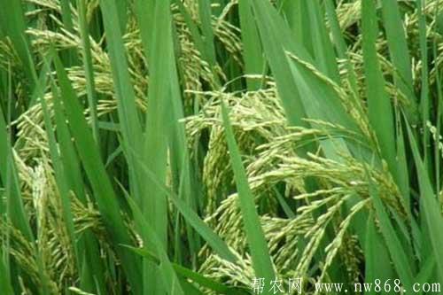 水稻抽穗困难是什么原因引起的,如何解决? 水稻抽穗困难是什么原因引起的,如何解决?