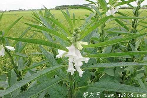 芝麻种植进入结蒴期需要注意什么 芝麻种植进入结蒴期需要注意什么