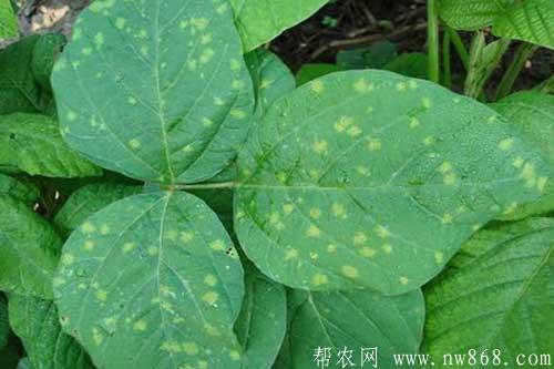 大豆生长过程中发生霜霉病怎样防治 大豆生长过程中发生霜霉病怎样防治