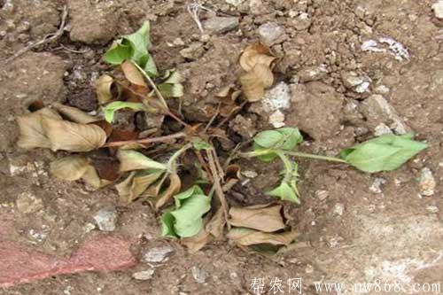 花生死苗是哪些原因引起的?怎样防治? 花生死苗是哪些原因引起的?怎样防治?