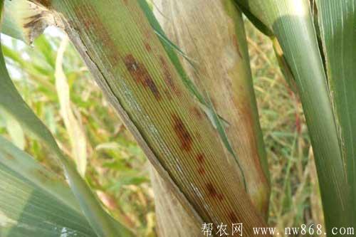 玉米发生褐斑病的危害症状、规律及防治措施 玉米发生褐斑病的危害症状、规律及防治措施