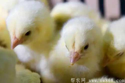 白羽肉鸡的笼养技术
