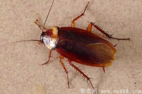 家中有蟑螂怎么消灭最彻底？介绍七种消灭蟑螂的小妙招