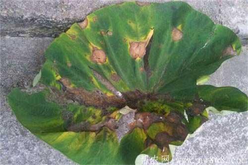 芋头生长过程中常见病虫害的防治方法