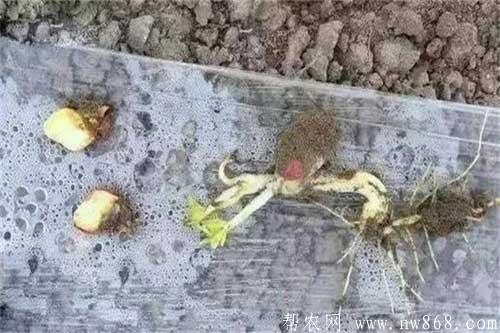 花生种植过程中出现烂种的原因及补救措施