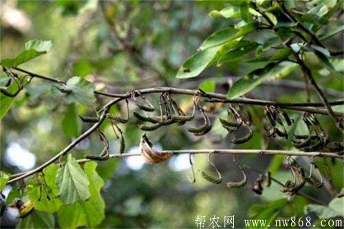 芝麻种植进入结蒴期需要注意什么