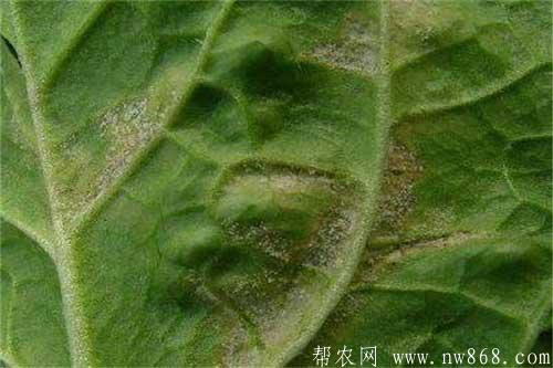 大豆生长过程中发生霜霉病怎样防治 大豆生长过程中发生霜霉病怎样防治