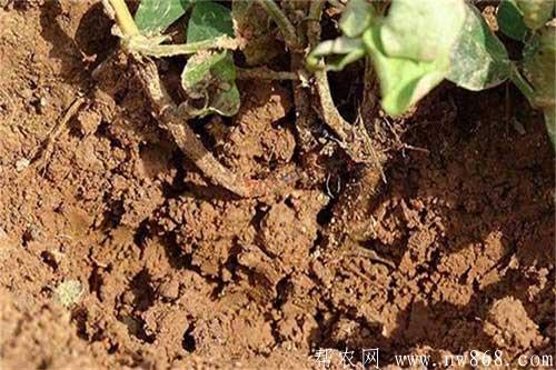 花生死苗是哪些原因引起的？怎样防治？