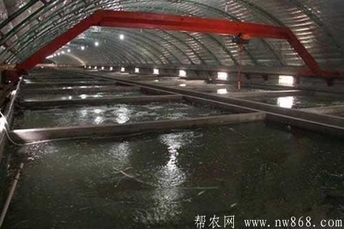 利用大棚养殖黄鳝需要哪些技术和注意事项