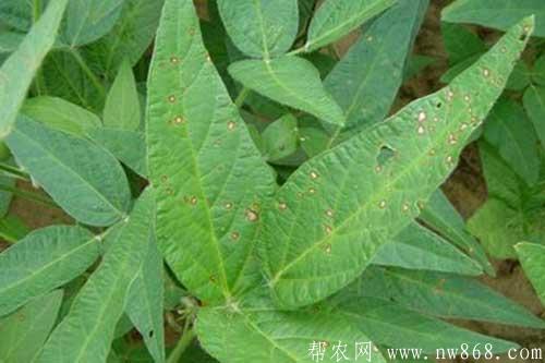 大豆缺少营养元素症状以及防治措施 大豆缺少营养元素症状以及防治措施