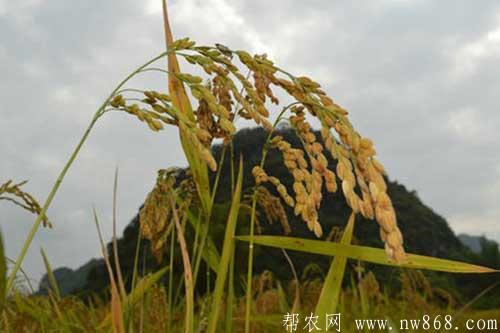 粳米种植方法及田间管理技术 粳米种植方法及田间管理技术