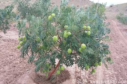 文冠果田间种植管理技术要求 文冠果田间种植管理技术要求