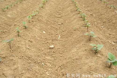 紫薯种植过程中对生长环境有哪些要求 紫薯种植过程中对生长环境有哪些要求