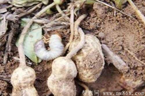 花生重茬种植对生长有哪些影响? 花生重茬种植对生长有哪些影响?