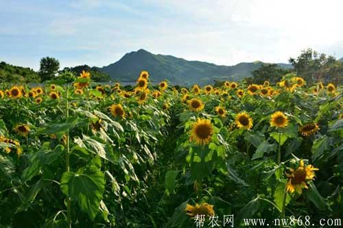 向日葵籽粒出现空壳的原因及解决方法 向日葵籽粒出现空壳的原因及解决方法