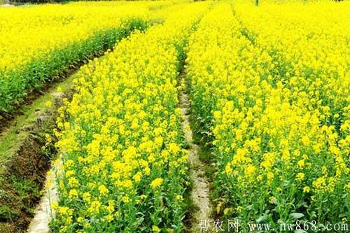 油菜种植过程中出现缺肥症有哪些表现?如何补救? 油菜种植过程中出现缺肥症有哪些表现?如何补救?