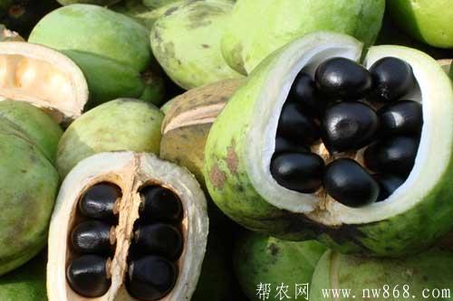文冠果田间种植管理技术要求 文冠果田间种植管理技术要求