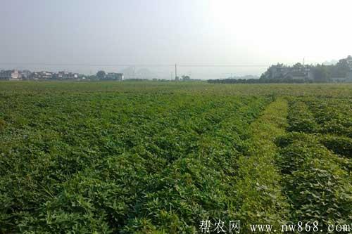 紫薯种植过程中对生长环境有哪些要求 紫薯种植过程中对生长环境有哪些要求