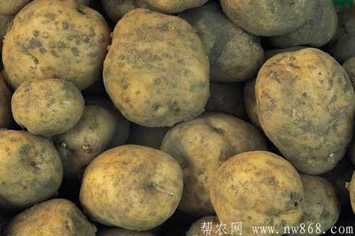 马铃薯发芽还能吃么?马铃薯中毒怎么办? 马铃薯发芽还能吃么?马铃薯中毒怎么办?