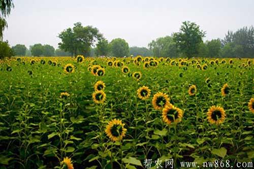 向日葵籽粒出现空壳的原因及解决方法 向日葵籽粒出现空壳的原因及解决方法