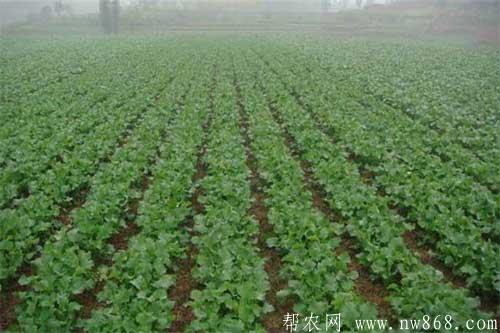 油菜种植过程中出现缺肥症有哪些表现?如何补救? 油菜种植过程中出现缺肥症有哪些表现?如何补救?