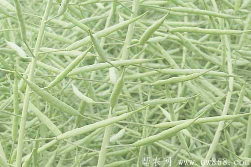 油菜种植过程中出现缺肥症有哪些表现?如何补救? 油菜种植过程中出现缺肥症有哪些表现?如何补救?