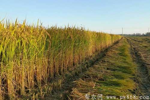 粳米种植方法及田间管理技术 粳米种植方法及田间管理技术