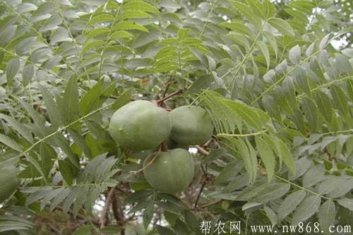 文冠果田间种植管理技术要求 文冠果田间种植管理技术要求