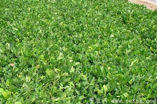 花生重茬种植对生长有哪些影响? 花生重茬种植对生长有哪些影响?