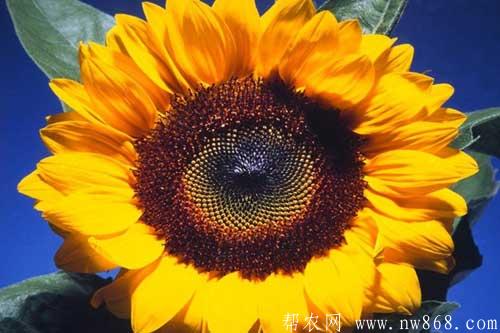 向日葵籽粒出现空壳的原因及解决方法 向日葵籽粒出现空壳的原因及解决方法