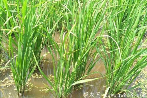 粳米种植方法及田间管理技术 粳米种植方法及田间管理技术