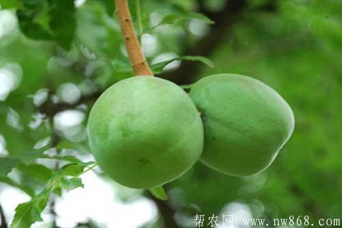 文冠果田间种植管理技术要求 文冠果田间种植管理技术要求