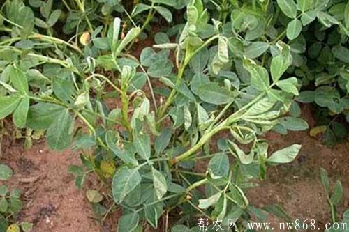 花生重茬种植对生长有哪些影响? 花生重茬种植对生长有哪些影响?