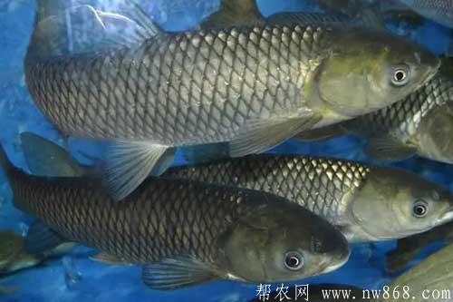 脆肉鲩养殖技术及注意事项 脆肉鲩养殖技术及注意事项