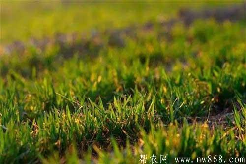 小麦种植过程中出现苗弱苗黄是哪些原因造成的？