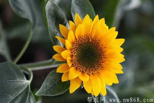 向日葵为何向着太阳|向日葵属于什么植物 向日葵为何向着太阳|向日葵属于什么植物