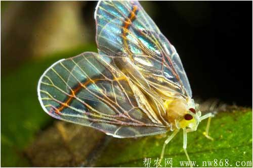 白蜡虫经济价值、生活习性以及养殖采收方法