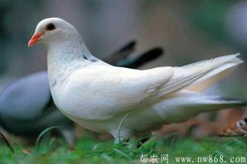 怎样养殖白羽王鸽?养殖白羽王鸽需要注意哪些问题? 怎样养殖白羽王鸽?养殖白羽王鸽需要注意哪些问题?