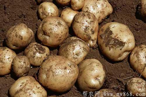 马铃薯发芽还能吃么？马铃薯中毒怎么办？